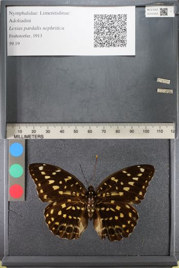 Media type: image;   Entomology 141253